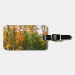 Etiqueta De Bagagem Fall Maple Trees Autumn Nature Fotografia