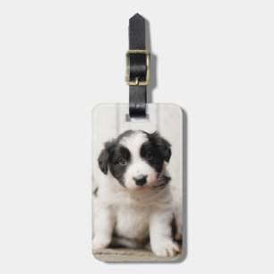 Etiqueta De Bagagem Filhote de cachorro de border collie