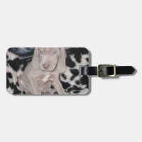 Filhote de cachorro de Weimaraner
