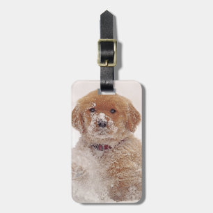 Etiqueta De Bagagem Filhote de Retriever Dourado na Neve