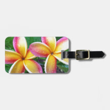 Flores tropicais do Plumeria de Maui