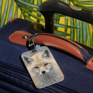 Etiqueta De Bagagem Foto da Vida Selvagem de Raposa Vermelha Cura