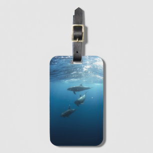 Etiqueta De Bagagem Foto submarina da família Dolphin