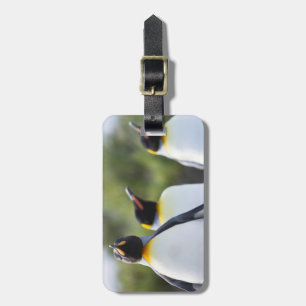 Etiqueta De Bagagem Fotografia orgulhosa do rei dos pinguins