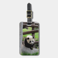 Fotografia Panda - Personalizável