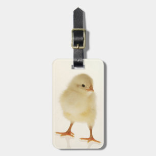 Etiqueta De Bagagem Galinha do bebê