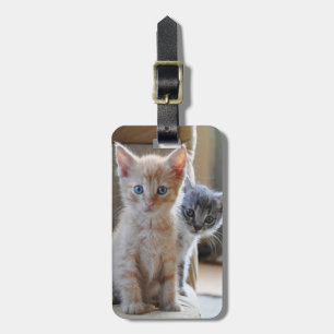 Etiqueta De Bagagem Gatinhos curiosos