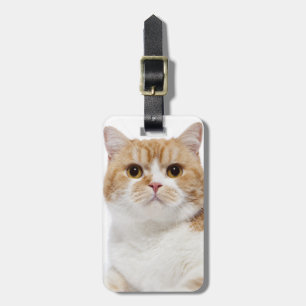 Etiqueta De Bagagem Gato da dobra do Scottish