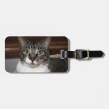 Gato de gato malhado que olha o