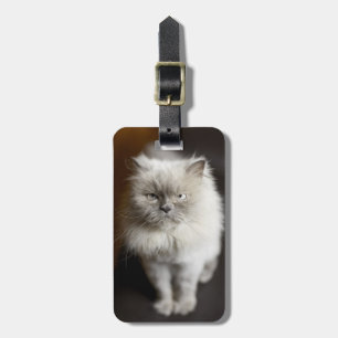 Etiqueta De Bagagem Gato Himalaia do ponto azul que olha irritado