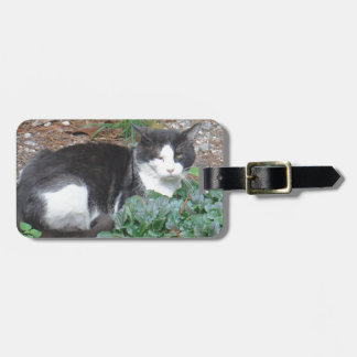 Etiqueta De Bagagem Gato preto e branco em verde