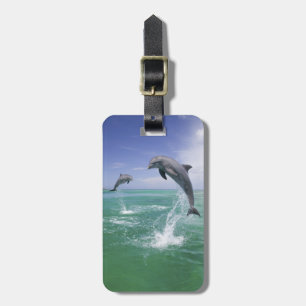 Etiqueta De Bagagem Golfinho-nariz-de-garrafa Tursiops truncatus
