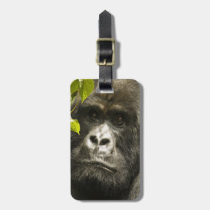 Etiqueta De Bagagem Gorila-da-montanha, Gorilla beringei beringei,