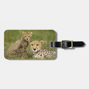 Etiqueta De Bagagem Guepardo, Acinonyx jubatus, com filhote
