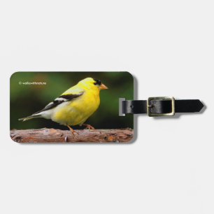 Etiqueta De Bagagem Homem Americano Goldfinch sobre o Arbutus