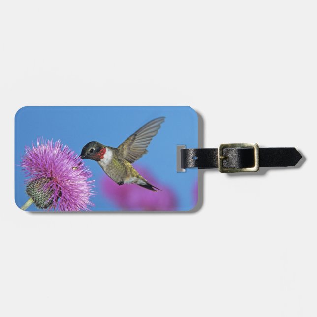 Etiqueta De Bagagem Hummingbird com garganta (Frente Horizontal)