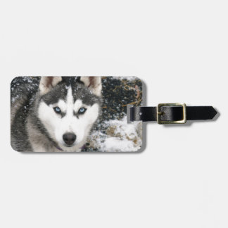 Etiqueta De Bagagem Husky dog