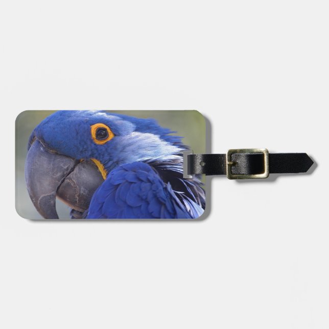 Etiqueta De Bagagem Hyacinth Macaw (Frente Horizontal)