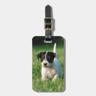 Etiqueta De Bagagem Jack Russell Terrier cachorrinho