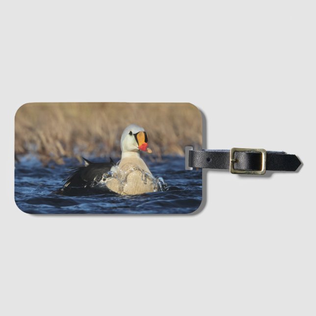 Etiqueta De Bagagem King Eider Bird (Frente Horizontal)