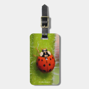 Etiqueta De Bagagem Ladybug no Sunflower Stalk