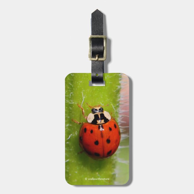 Etiqueta De Bagagem Ladybug no Sunflower Stalk (Frente Vertical)