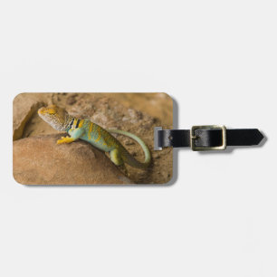 Etiqueta De Bagagem Lagarto-de-colar