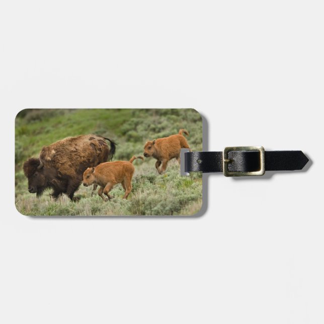 Etiqueta De Bagagem Lamar Valley Mini Stampede (Frente Horizontal)