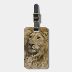 Etiqueta De Bagagem Leão Africano, Panthera leo, Retrato de um