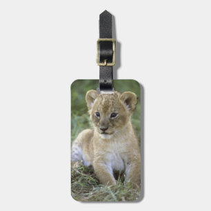 Etiqueta De Bagagem leão-africano, Panthera leo), Tanzânia,
