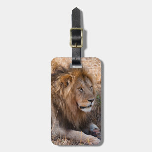 Etiqueta De Bagagem Leão Reserva Nacional Maasai Mara, Quênia