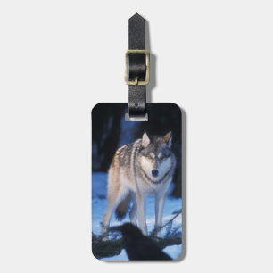 Etiqueta De Bagagem lobo-cinza, Canis lupus, nos sopés dos 3