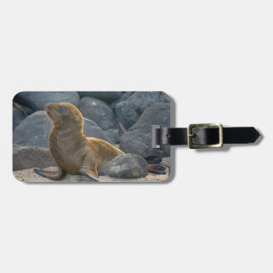 Etiqueta De Bagagem Lobo-marinho-das-galápagos