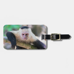 Etiqueta De Bagagem Macaco-prego-branco