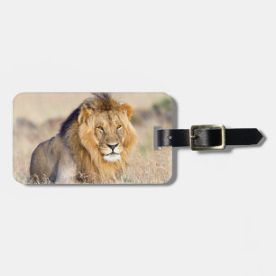 Etiqueta De Bagagem Maiúsculo leão africano Safari Foto