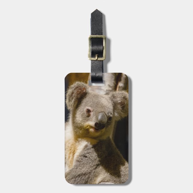 Etiqueta De Bagagem Male Koala Personalize (Frente Vertical)
