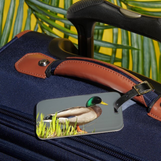 Etiqueta De Bagagem Mallard Duck Wildlife Photo (Frente Insitu 3)