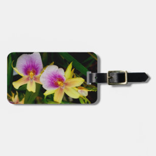 Etiqueta De Bagagem Miltonia Sunset
