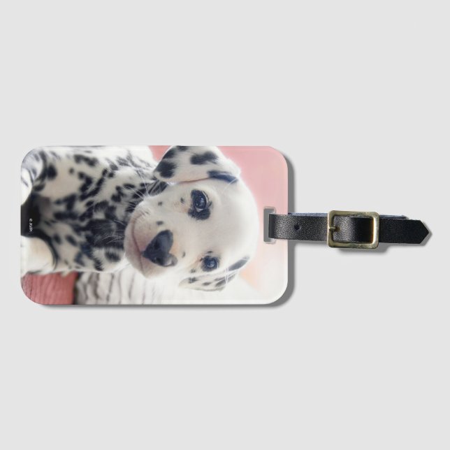 Etiqueta De Bagagem Nariz de Coração Dalmata (Frente Horizontal)