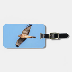 Etiqueta De Bagagem Norte Harrier em voo