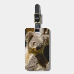 Etiqueta De Bagagem O Koala masculino personaliza