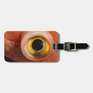 Etiqueta De Bagagem Olho De Peixe-Foguete