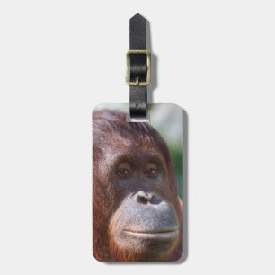 Etiqueta De Bagagem Orangutan Lady