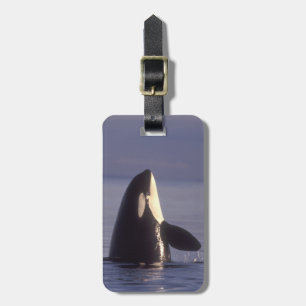 Etiqueta De Bagagem Orca assassina (Orca orcinus) em spyhopping perto