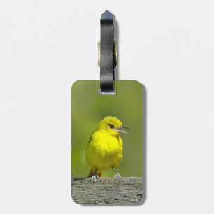 Etiqueta De Bagagem Orchard Oriole - Fotografia original