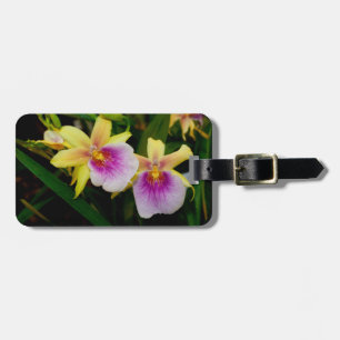 Etiqueta De Bagagem Orquídeas Púrpura Amarelas Miltonia Sunset