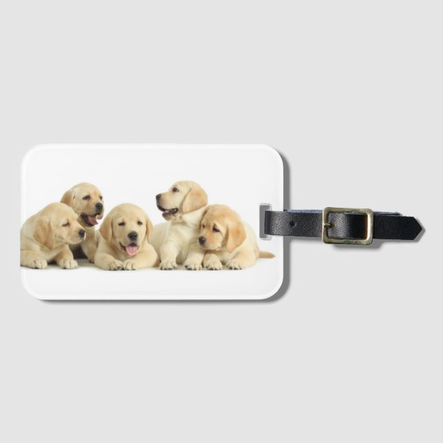 Etiqueta De Bagagem Ouro Labrador Puppie (Frente Horizontal)