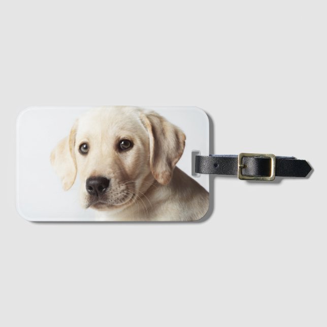 Etiqueta De Bagagem Ouro Labrador Puppy (Frente Horizontal)