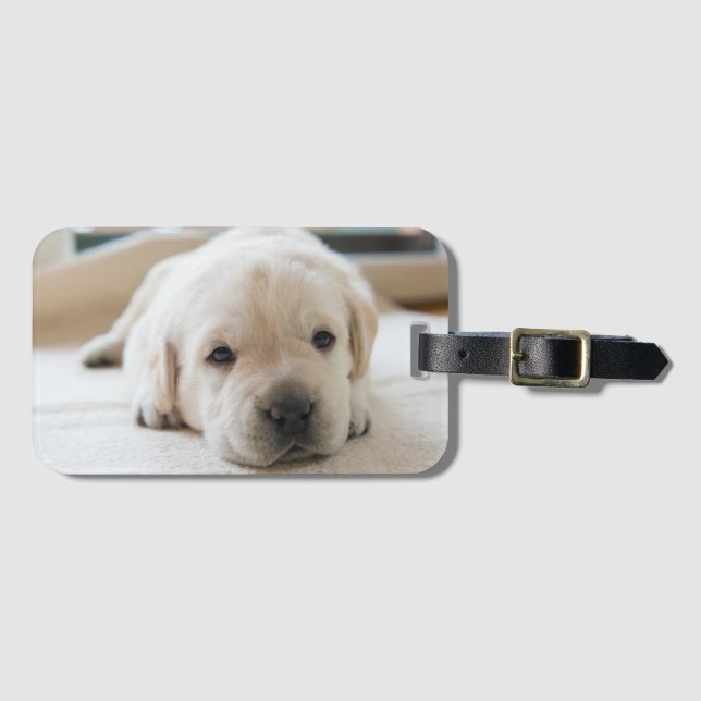Etiqueta De Bagagem Ouro Sonolento Labrador (Frente Horizontal)