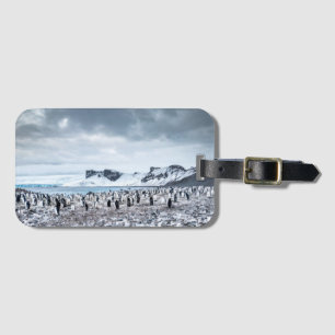 Etiqueta De Bagagem Paisagem da colônia do pinguim de Chinstrap